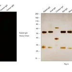 Thermo Fisher Scientific F(ab`)2-Goat anti-Rabbit IgG (H+L) Secondary Antibody, Qdot 605