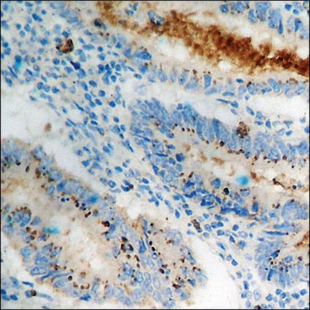 Merck Anti-phospho-Cortactin (pTyr466) antibody produced in rabbit