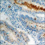 Merck Anti-phospho-Cortactin (pTyr466) antibody produced in rabbit