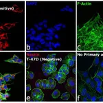 Thermo Fisher Scientific Goat anti-Mouse IgG (H+L) Cross-Adsorbed Secondary Antibody, Cyanine3