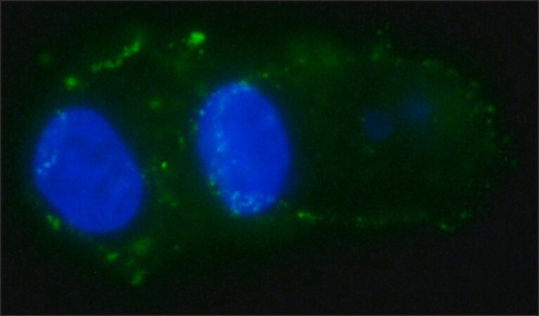 Merck Anti-EpCAM ICD antibody, Mouse monoclonal