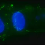 Merck Anti-EpCAM ICD antibody, Mouse monoclonal