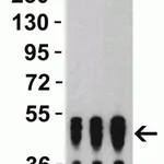 Merck Anti-SARS-CoV-2 (COVID-19) Nucleocapsid&