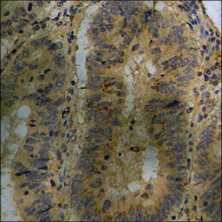 Merck Anti-phospho-AMPK alpha (pThr172) antibody produced in rabbit