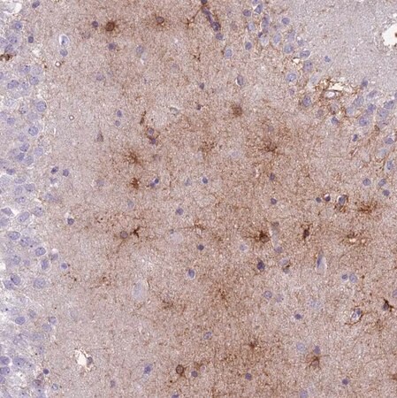 Merck Anti-MTSS1L antibody produced in rabbit