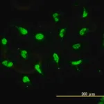 Merck Monoclonal Anti-HDAC11 antibody produced in mouse