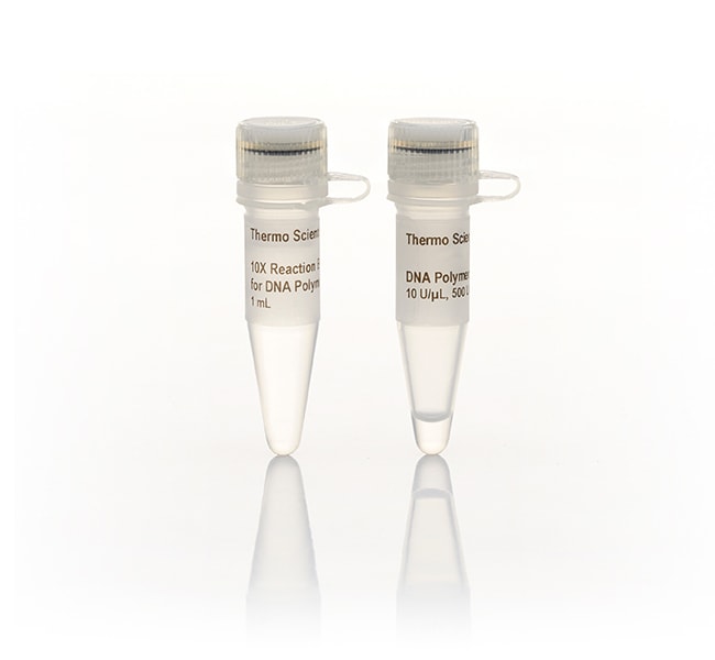 Thermo Fisher Scientific DNA Polymerase I (10 U/μL), 500 units