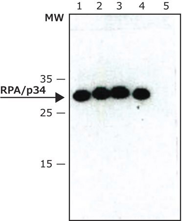 Merck Monoclonal Anti-RPA/p34 antibody produced in mouse