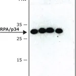 Merck Monoclonal Anti-RPA/p34 antibody produced in mouse