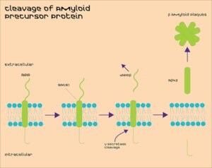 Merck BACE1 ACTIVITY ASSAY KIT (FRET)