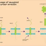 Merck BACE1 ACTIVITY ASSAY KIT (FRET)