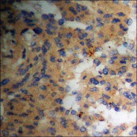Merck Anti-phospho-Pin1 (pSer16) antibody produced in rabbit