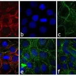 Thermo Fisher Scientific Donkey anti-Rabbit IgG (H+L) Cross-Adsorbed Secondary Antibody, DyLight 650