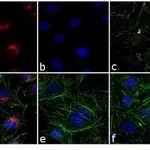 Thermo Fisher Scientific Donkey anti-Rabbit IgG (H+L) Highly Cross-Adsorbed Secondary Antibody, Alexa Fluor 568