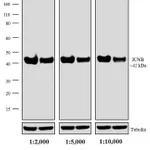 Thermo Fisher Scientific F(ab`)2-Goat anti-Rabbit IgG (H+L) Secondary Antibody, HRP