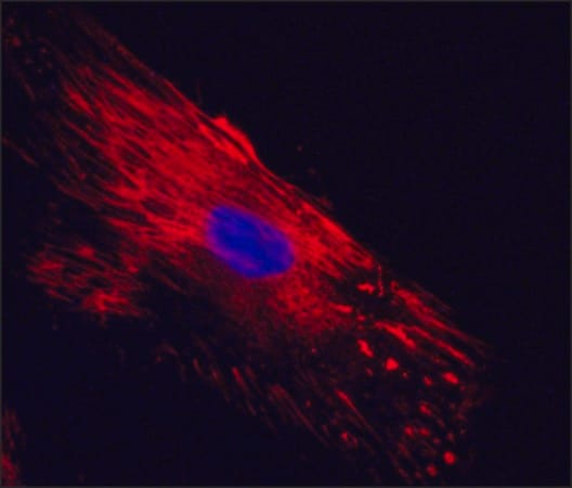 Merck Anti-Cellular Fibronectin antibody, Mouse monoclonal