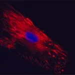 Merck Anti-Cellular Fibronectin antibody, Mouse monoclonal