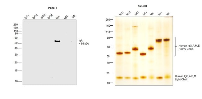 Thermo Fisher Scientific Mouse anti-Human IgA Secondary Antibody