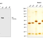 Thermo Fisher Scientific Mouse anti-Human IgA Secondary Antibody