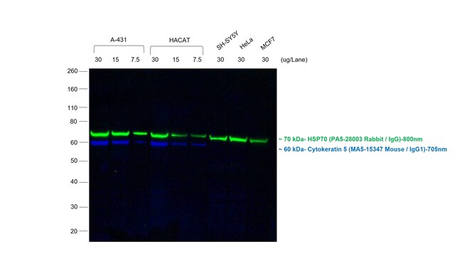 Thermo Fisher Scientific F(ab`)2-Goat anti-Mouse IgG (H+L) Secondary Antibody, Qdot 705