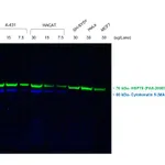 Thermo Fisher Scientific F(ab`)2-Goat anti-Mouse IgG (H+L) Secondary Antibody, Qdot 705