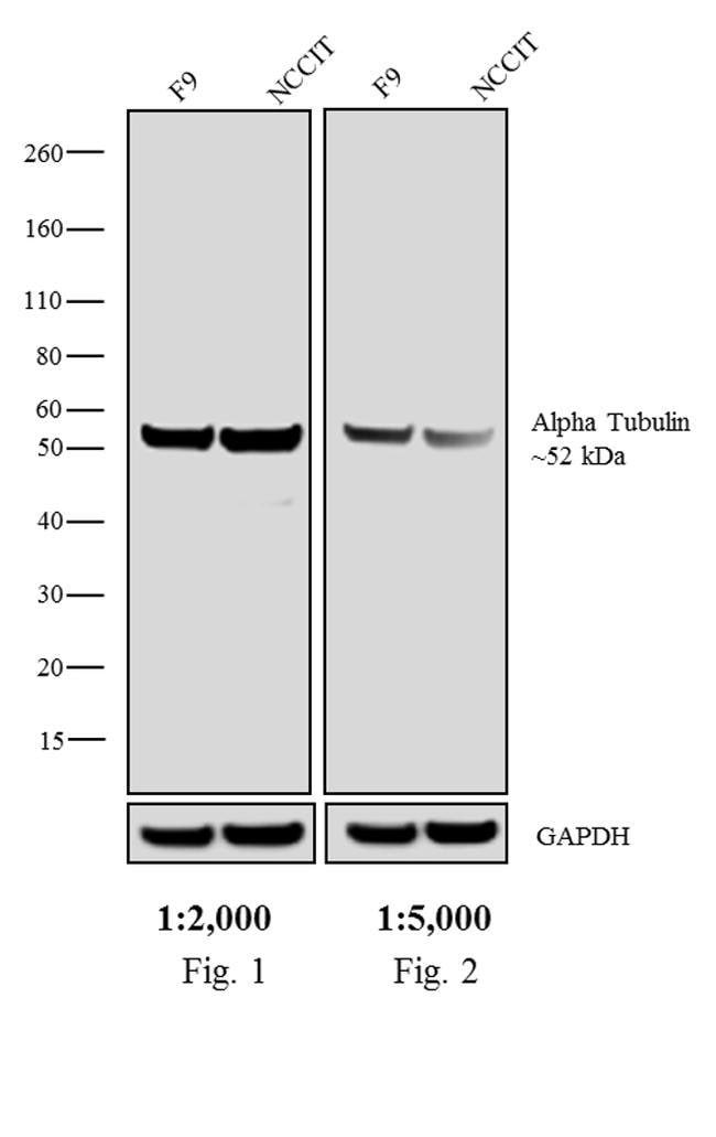 Thermo Fisher Scientific F(ab`)2-Rabbit anti-Rat IgG (H+L) Secondary Antibody, Biotin