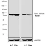Thermo Fisher Scientific F(ab`)2-Rabbit anti-Rat IgG (H+L) Secondary Antibody, Biotin