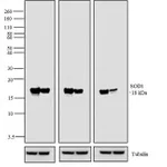 Thermo Fisher Scientific Goat anti-Mouse IgG Fc Cross-Adsorbed Secondary Antibody, Biotin