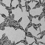 Merck CDSE/CDS CORE-SHELL TYPE QUANTUM RODS, &