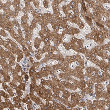Merck Anti-GABBR1 antibody produced in rabbit
