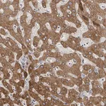 Merck Anti-GABBR1 antibody produced in rabbit