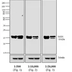 Thermo Fisher Scientific Goat anti-Mouse IgG Fc Secondary Antibody, AP