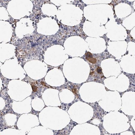 Merck Anti-PLAUR antibody produced in rabbit