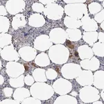 Merck Anti-PLAUR antibody produced in rabbit