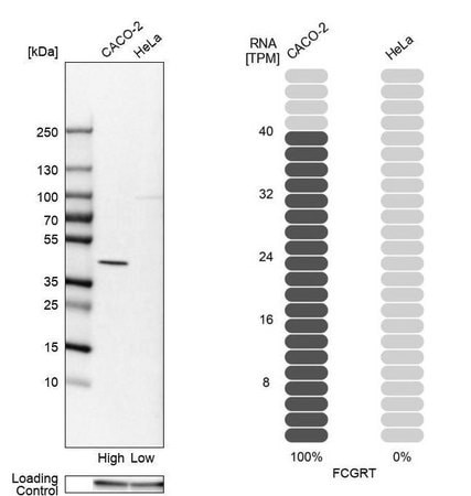 Merck Anti-FCGRT antibody produced in rabbit