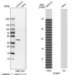 Merck Anti-FCGRT antibody produced in rabbit