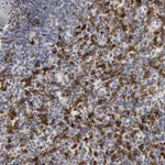 Atlas Antibodies Anti-C1QC Antibody