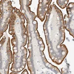 Atlas Antibodies Anti-C1QTNF12 Antibody