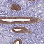Atlas Antibodies Anti-C1QTNF2 Antibody