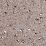 Atlas Antibodies Anti-C1QTNF4 Antibody