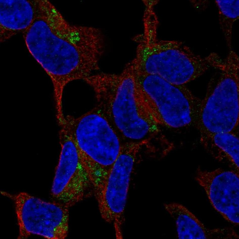 Atlas Antibodies Anti-C1QTNF3 Antibody