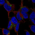 Atlas Antibodies Anti-C1QTNF3 Antibody