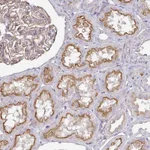 Atlas Antibodies Anti-C1QTNF7 Antibody