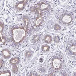 Atlas Antibodies Anti-C1QTNF8 Antibody