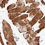 Atlas Antibodies Anti-C1QTNF9 Antibody
