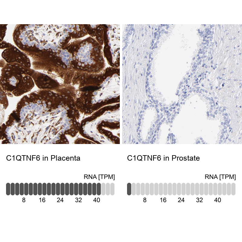 Atlas Antibodies Anti-C1QTNF6 Antibody