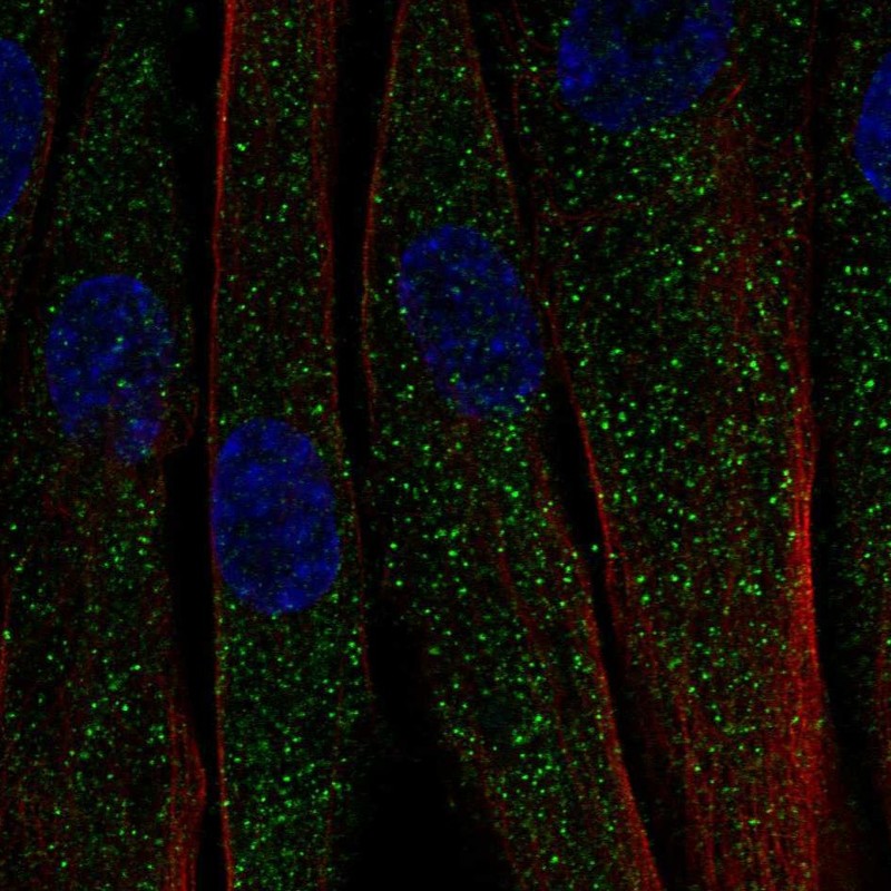 Atlas Antibodies Anti-C1QTNF7 Antibody