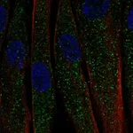 Atlas Antibodies Anti-C1QTNF7 Antibody