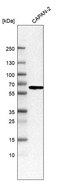 Atlas Antibodies Anti-C1RL Antibody