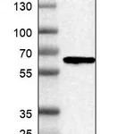 Atlas Antibodies Anti-C1RL Antibody